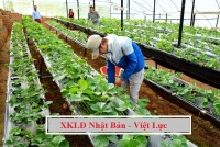 Tuyển gấp 03 nam làm nông nghiệp trồng hoa, rau tại Nagano Nhật Bản
