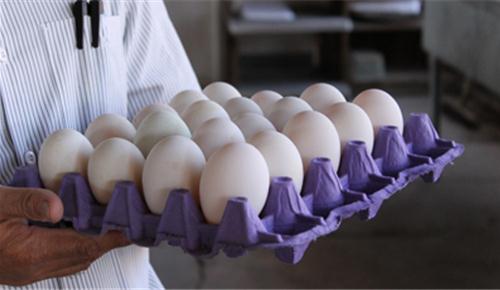 Tuyển 5 nữ làm phân loại trứng gà tại tỉnh Aomori