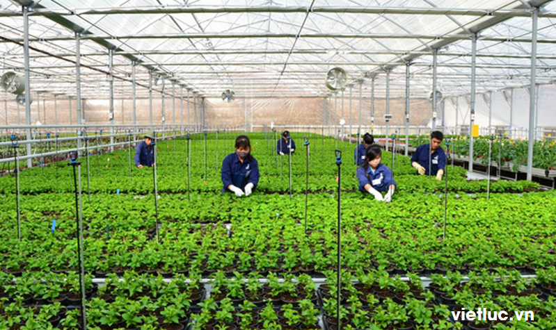 TUYỂN : 10 nam kỹ sư nông nghiệp làm việc tại FUKUOKA Nhật Bản